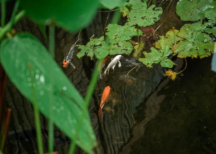 Hotel Jungle Sanctuary Siem Reap